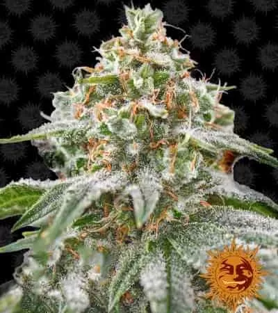 Pink Kush Feminised Seeds