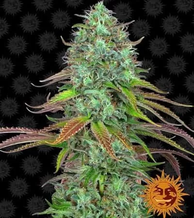 LSD Auto Feminised Seeds