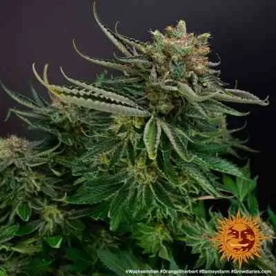 Orange Sherbert Feminised Seeds