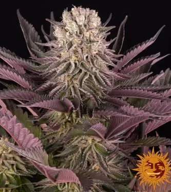 Mimosa x Orange Punch Feminised Seeds