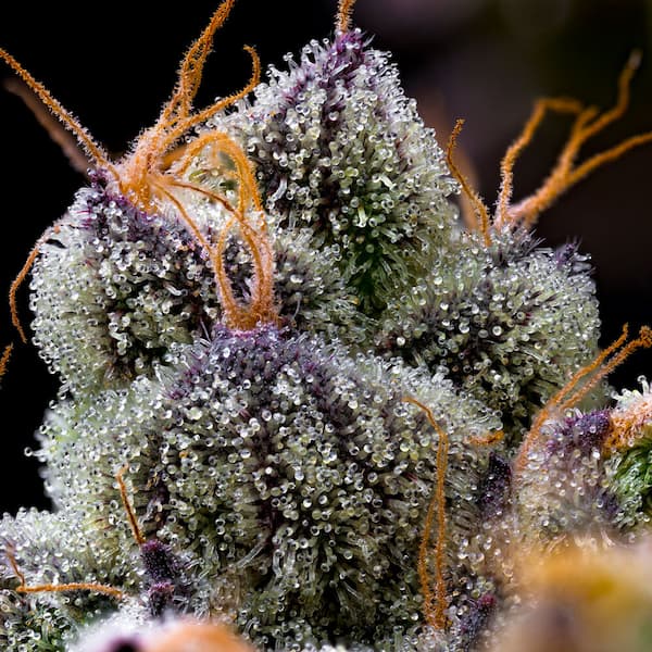 LFG Feminised Seeds