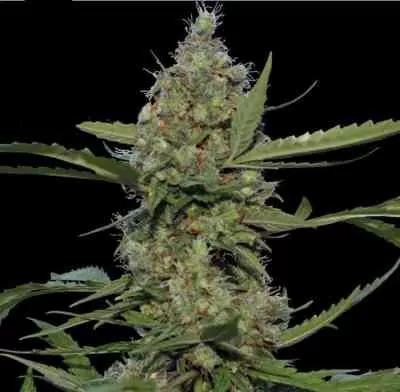 Laughing Buddha Feminised Seeds