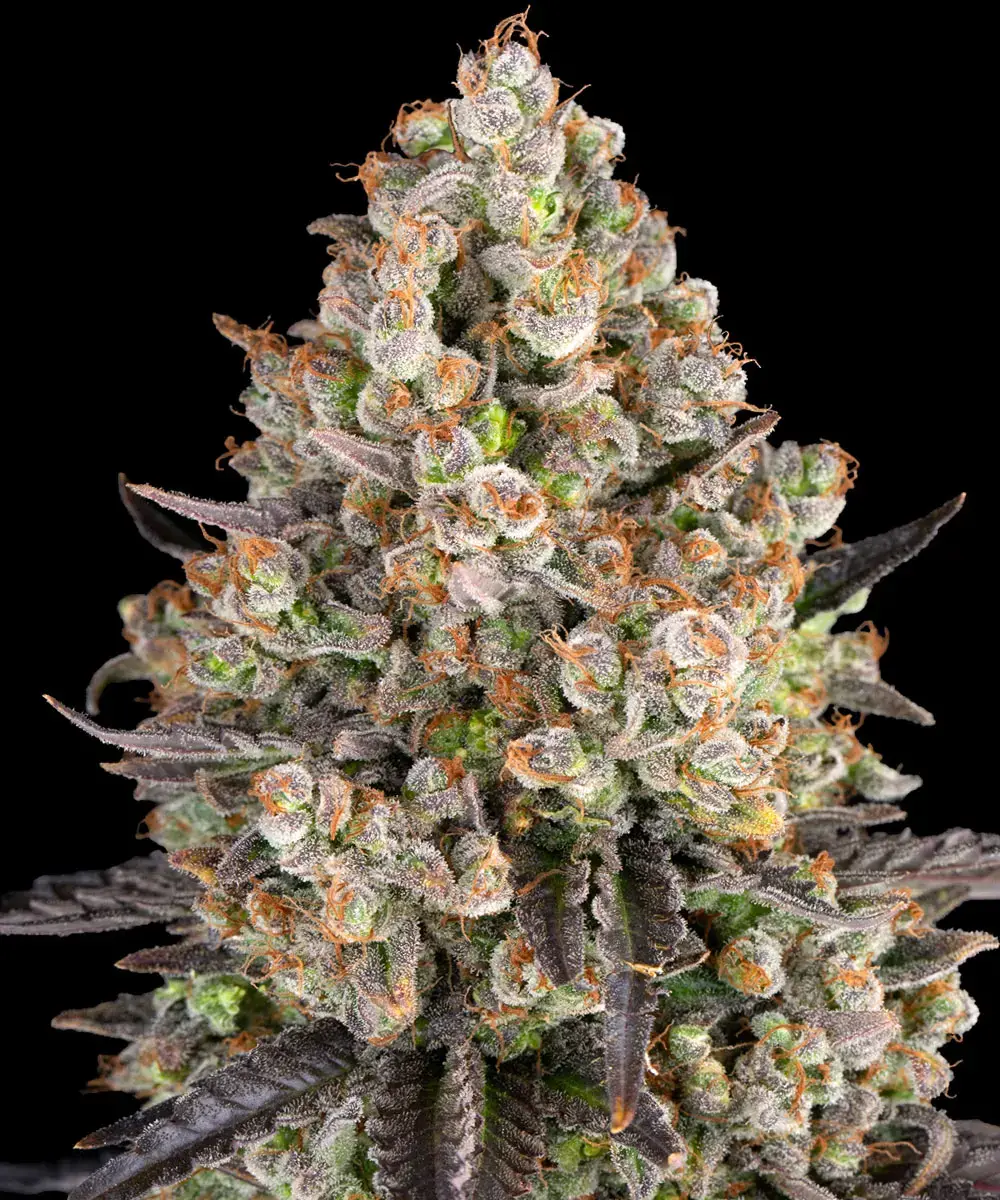 OG Kush Feminised Seeds