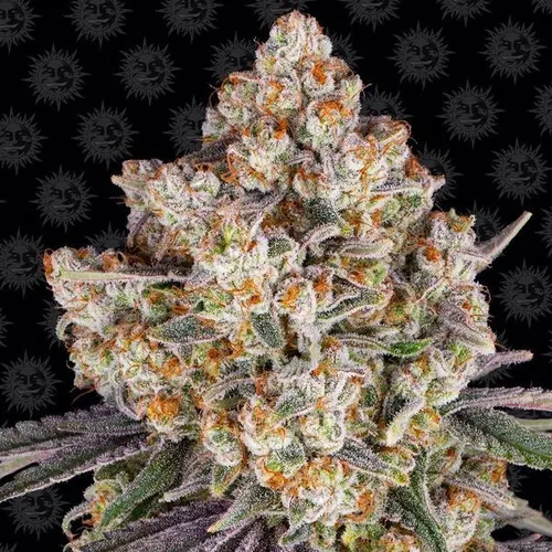 Ice Cream Cake Feminised Seeds