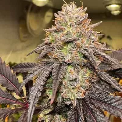 Lemon Cherry Gelato Feminised Seeds