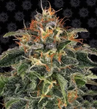 Moby Dick Feminised Seeds