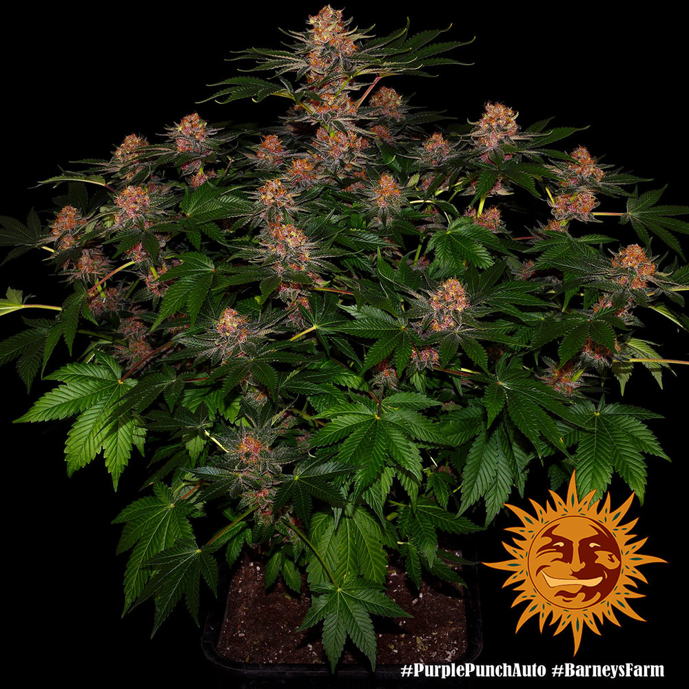 Purple Punch Auto Feminised Seeds