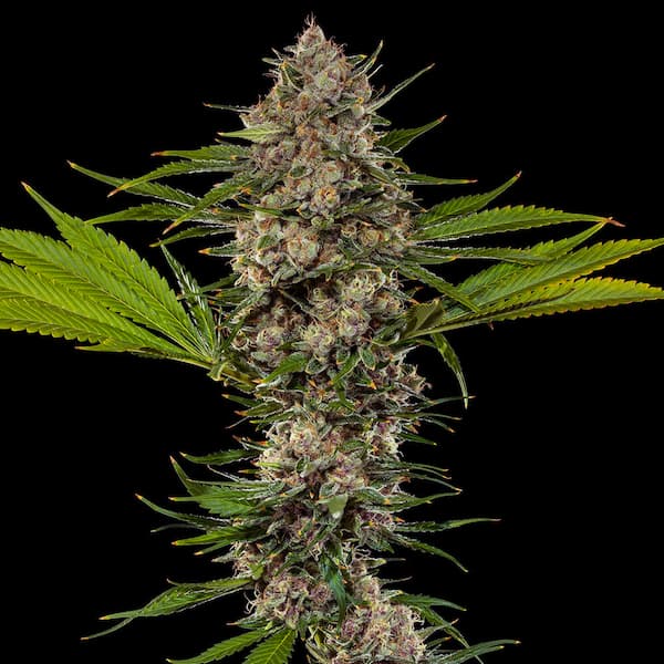 MAC 1 F1 Feminised Seeds