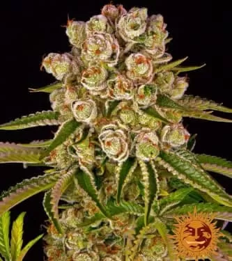 Kush Mintz Feminised Seeds