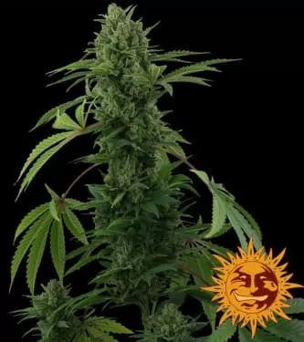 Pineapple Express Auto Feminised Seeds