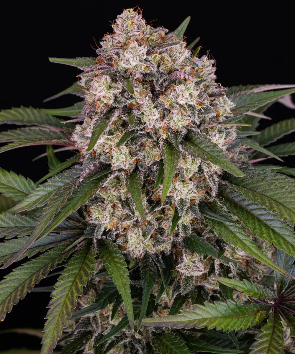 OG Kush Auto Feminised Seeds