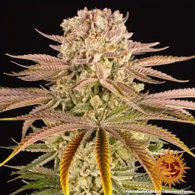 Pineapple Express Feminised Seeds