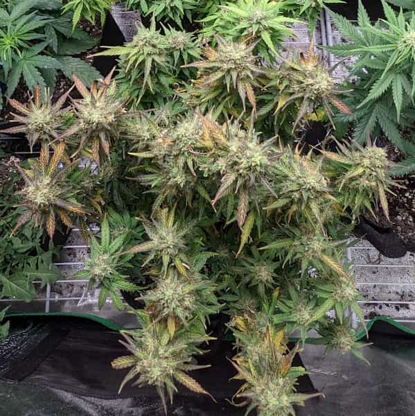 Northern Lights Feminised Seeds