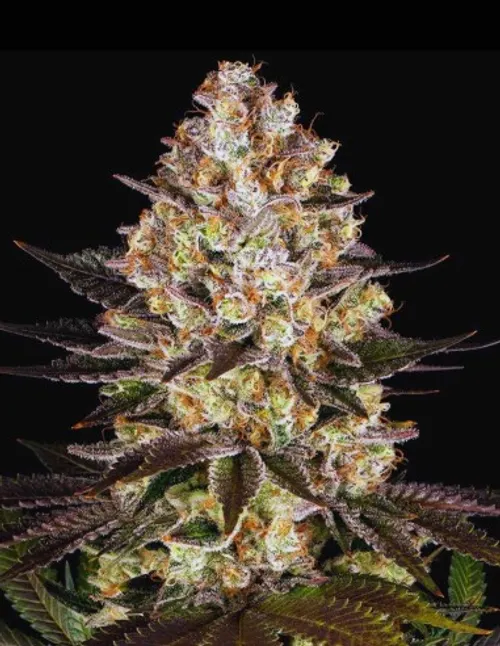 Hindu Kush Regular Seeds