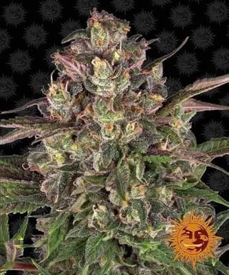 Peyote Critical Feminised Seeds