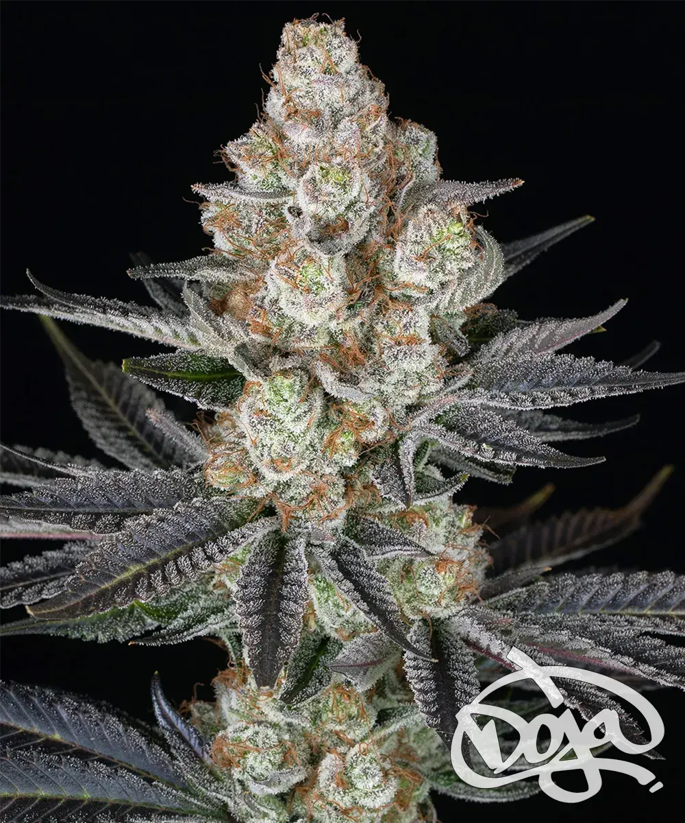 Papaya Frosting Feminised Seeds