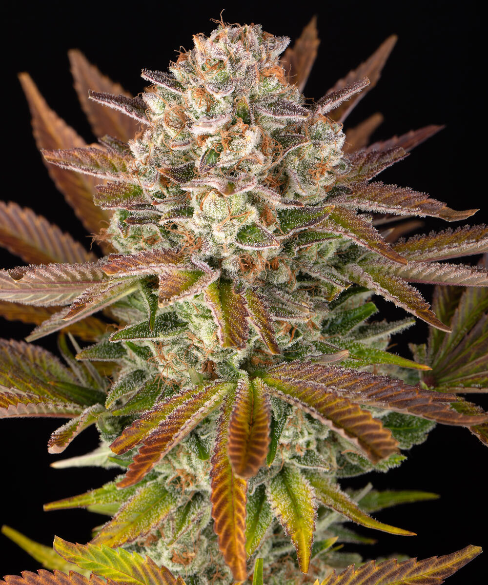 Jealousy Feminised Seeds