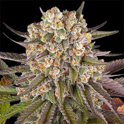 Limoncello Feminised Seeds