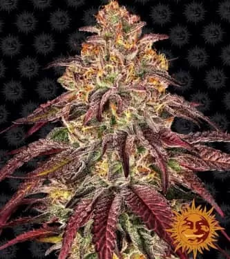 Mimosa x Orange Punch Auto Feminised Seeds