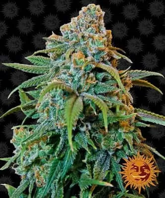 Liberty Haze Feminised Seeds