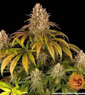 Lemon Tree Feminised Seeds