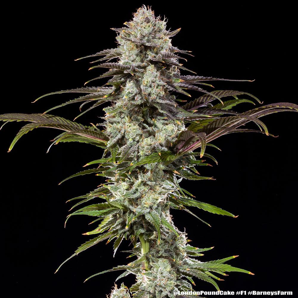 London Pound Cake F1 Feminised Seeds
