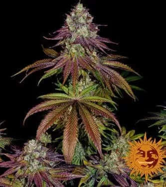 Mimosa EVO Feminised Seeds