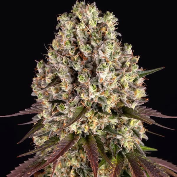 Sour Diesel Feminised Seeds