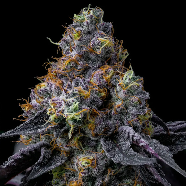 Rainbow Sherbet Feminised Seeds