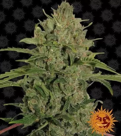 Triple Cheese Feminised Seeds