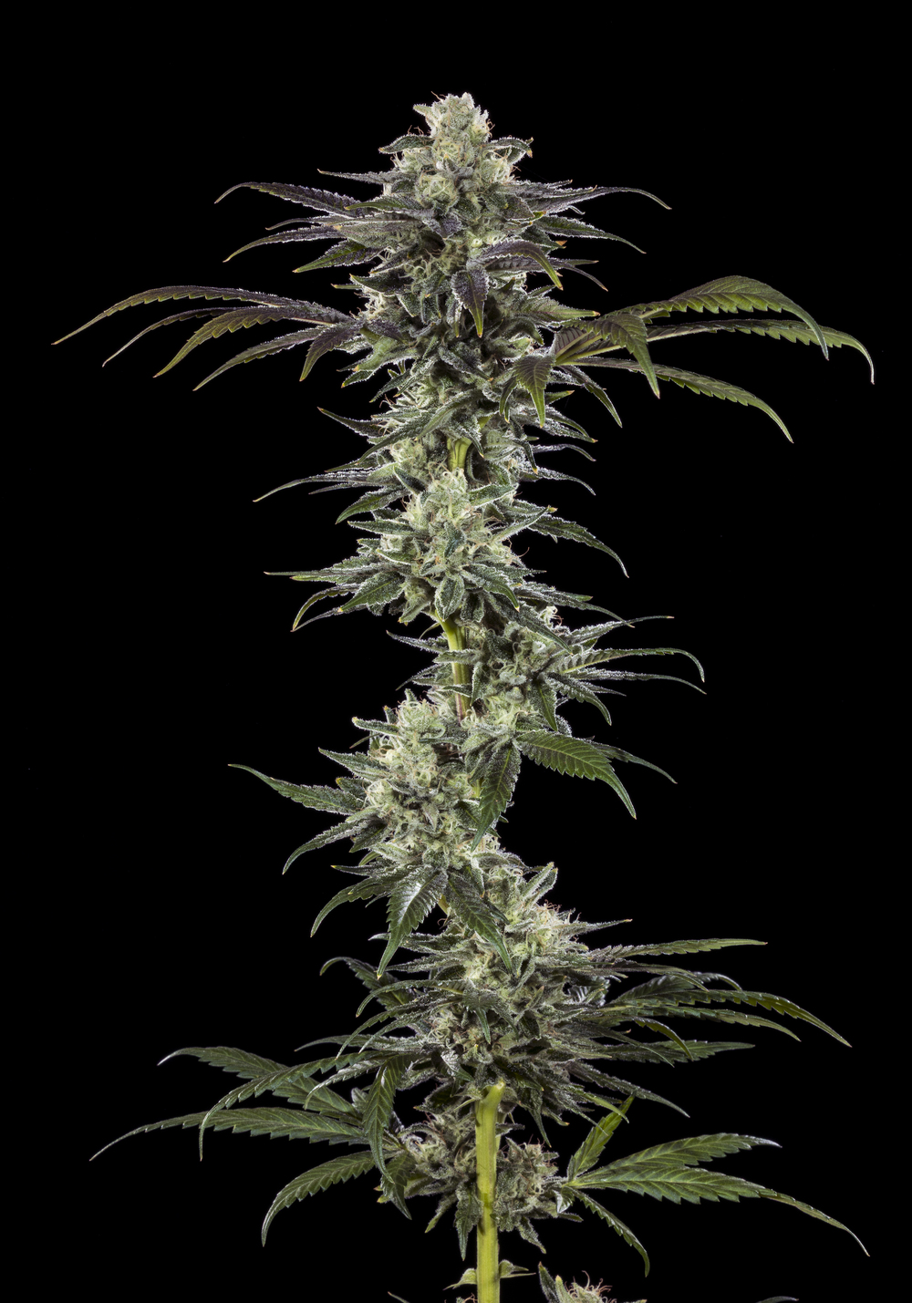 RS11 F1 Feminised Seeds