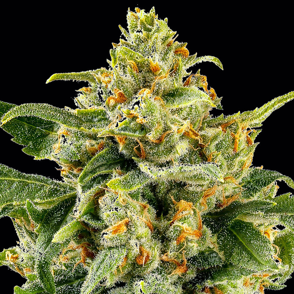 Skunk #1 Regular Seeds