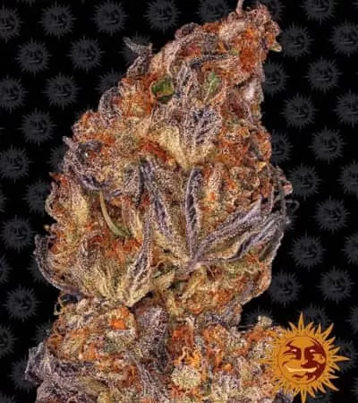 Runtz Auto Feminised Seeds
