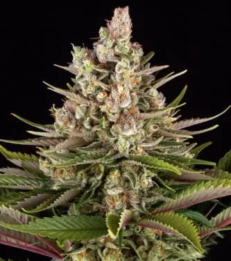 Sour Strawberry Feminised Seeds