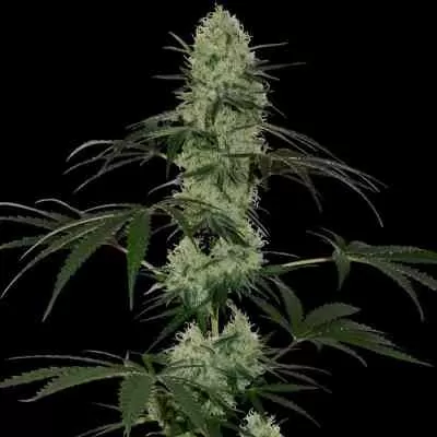 Tangerine Dream Auto Feminised Seeds