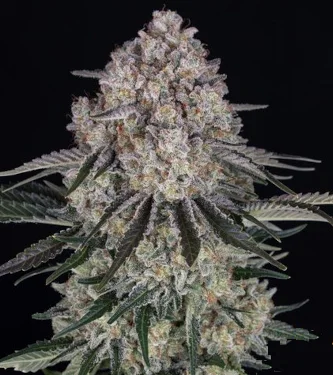 Sour Diesel Auto Feminised Seeds