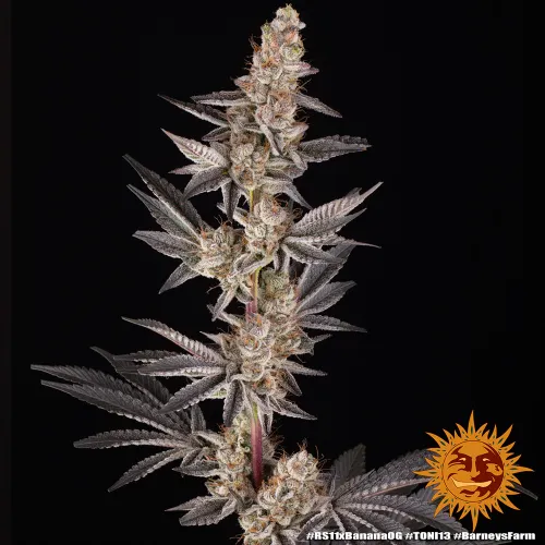 RS11 x Banana OG Feminised Seeds