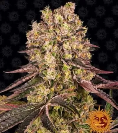 Runtz Muffin Feminised Seeds