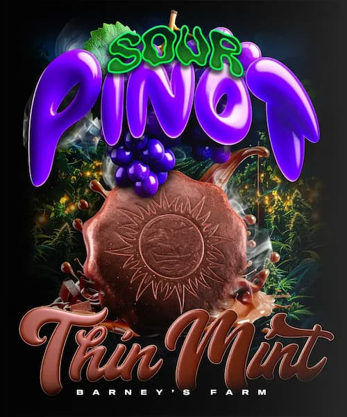 Thin Mint x Sour Pinot Auto Feminised Seeds