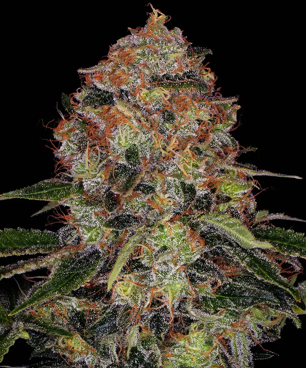 Shiskaberry Feminised Seeds