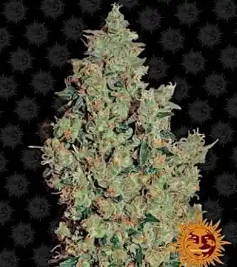 Tangerine Dream Feminised Seeds