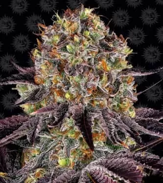Runtz x Layer Cake Feminised Seeds