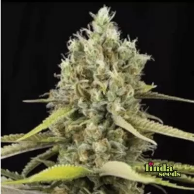 Tropicana Cookies F1 Auto Feminised Seeds