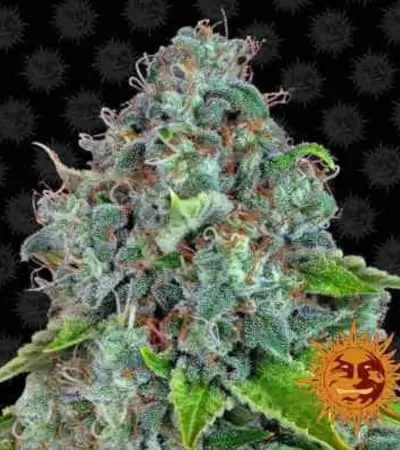 Strawberry Lemonade Feminised Seeds