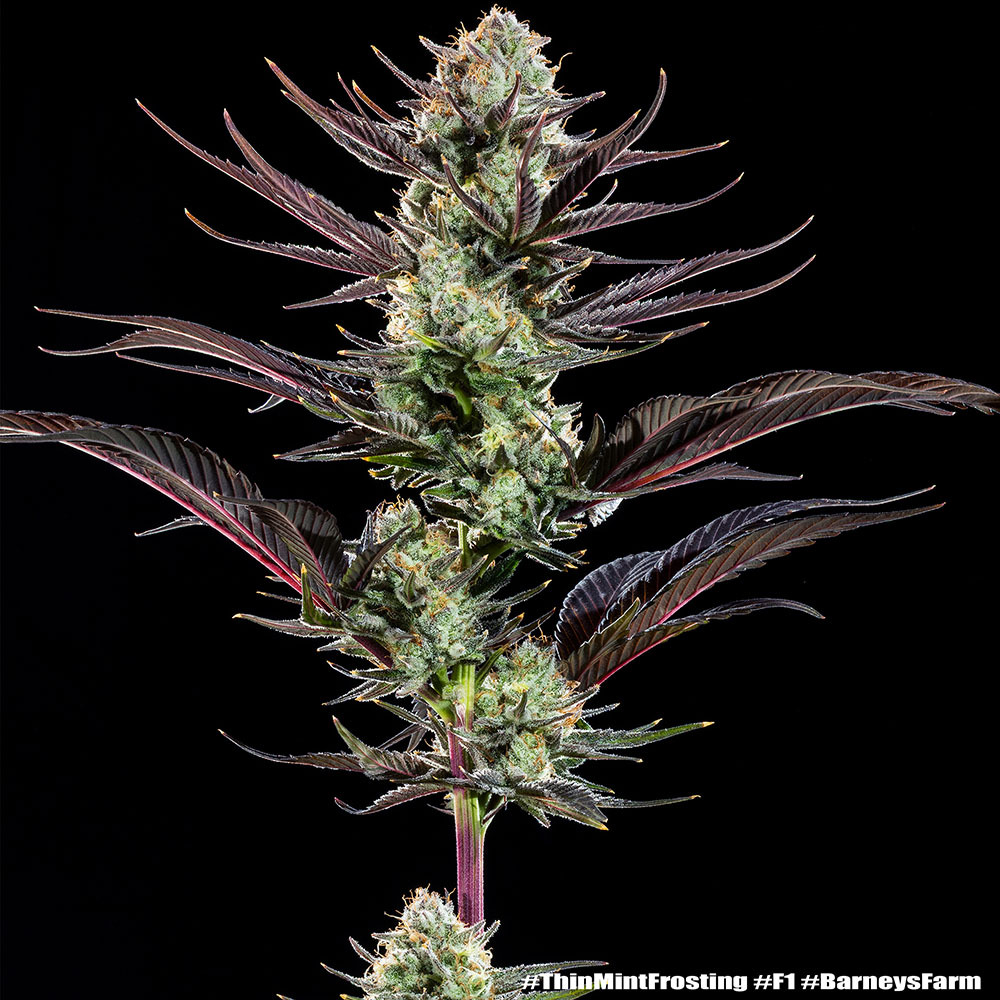 Thin Mint Frosting F1 Feminised Seeds