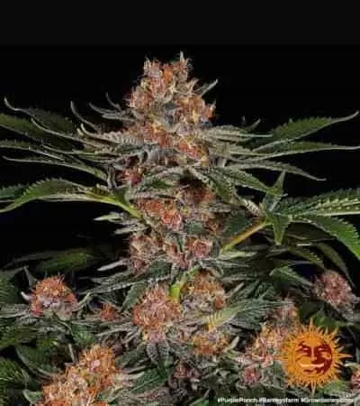 Purple Punch Feminised Seeds