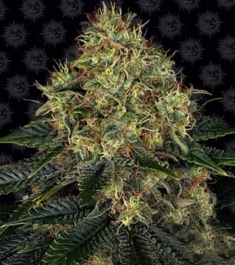 Skywalker OG Auto Feminised Seeds