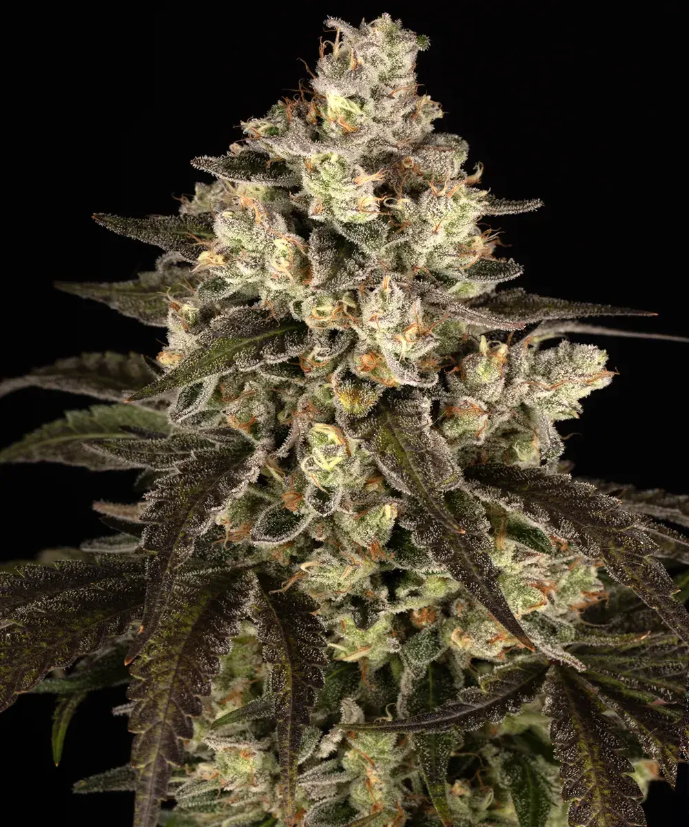 Trainwreck Feminised Seeds