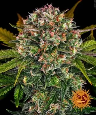 Strawberry Cheesecake Auto Feminised Seeds