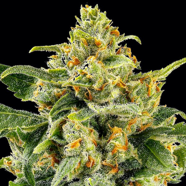 Skunk #1 Feminised Seeds